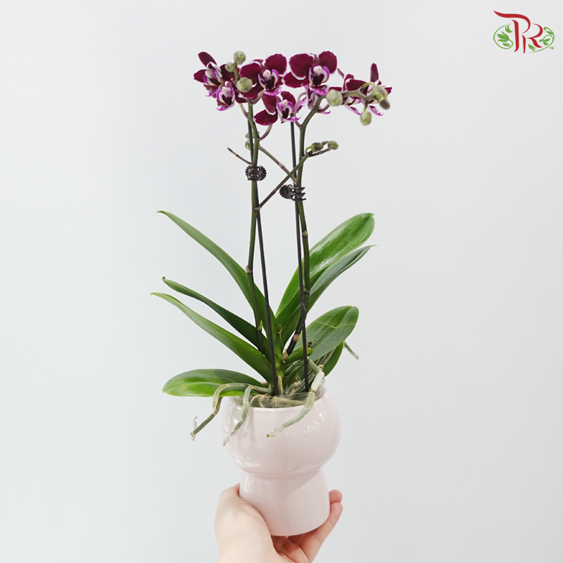 Mini Happiness Pot (With Pot Options)
