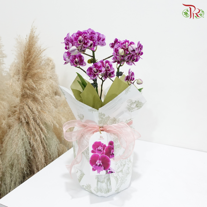 Victorian Garden 1in1 Mini Orchid Arrangement (Random Choose Wrapping Color & Orchid Color)