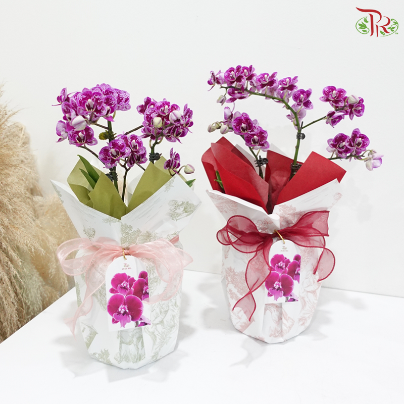 Victorian Garden 1in1 Mini Orchid Arrangement (Random Choose Wrapping Color & Orchid Color)