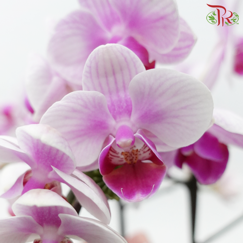 【Gift Series】Divine Orchid Purity - Mini Orchid Arrangement