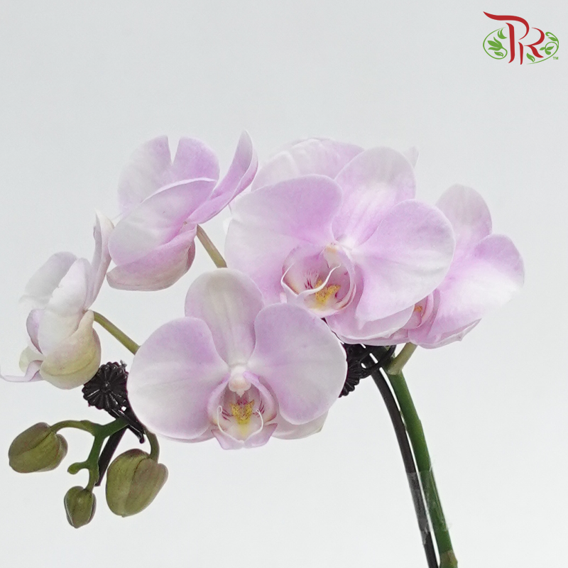 Mini Double Stems Phalaenopsis Orchid - Light Pink (SRM1300) (Without Vase)