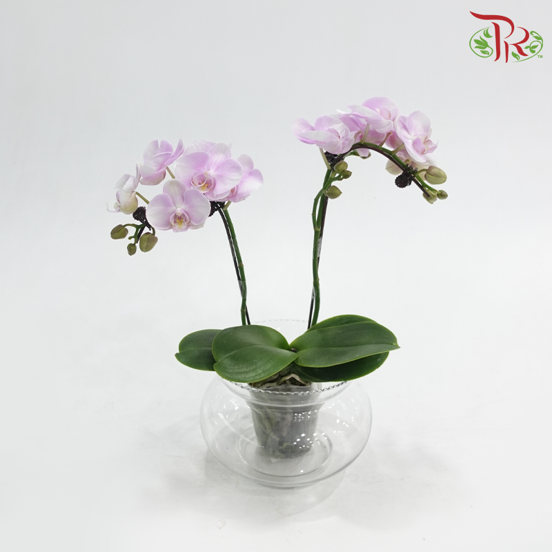 Mini Double Stems Phalaenopsis Orchid - Light Pink (SRM1300) (Without Vase)