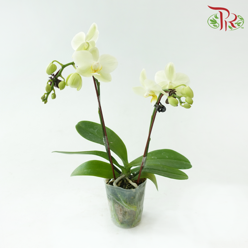 Mini Double Stems Phalaenopsis Orchid - Yellow A07488 (Without Vase)