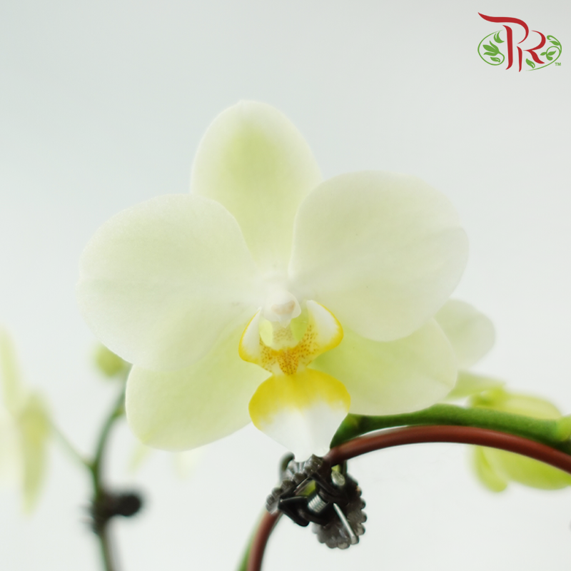 Mini Double Stems Phalaenopsis Orchid - Yellow A07488 (Without Vase)