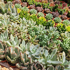Mini Succulent P55《多肉》 (Randomly Selected)