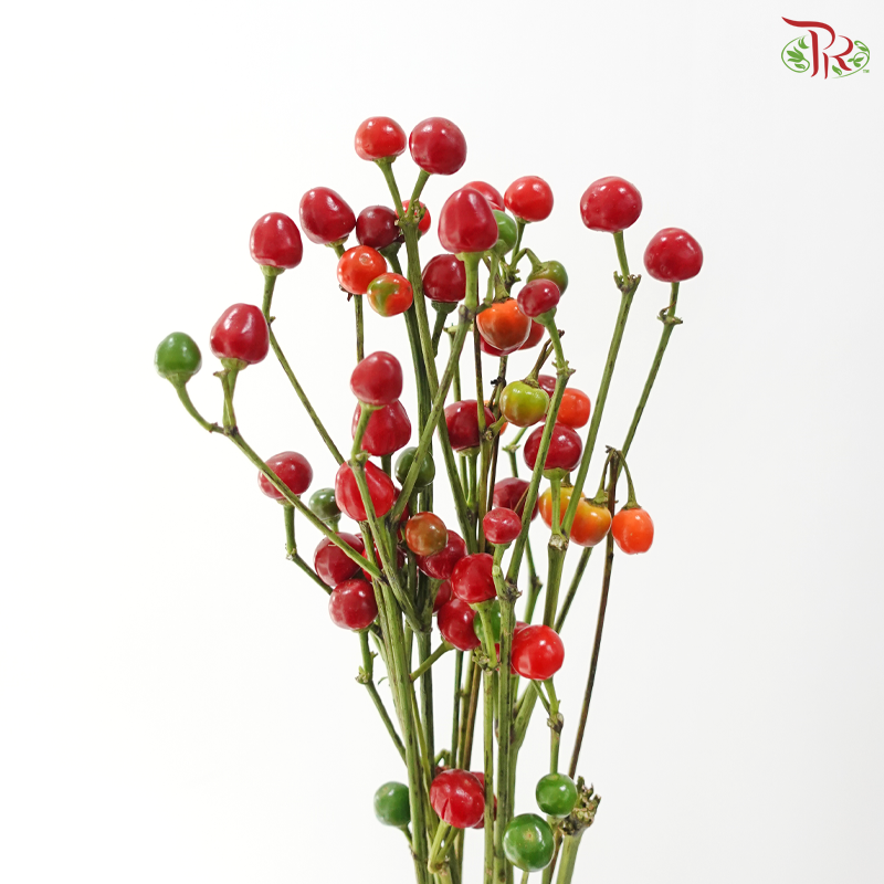 Mini Chilli - Flame Fusion (Per Bunch)