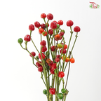 Mini Chilli - Flame Fusion (Per Bunch)