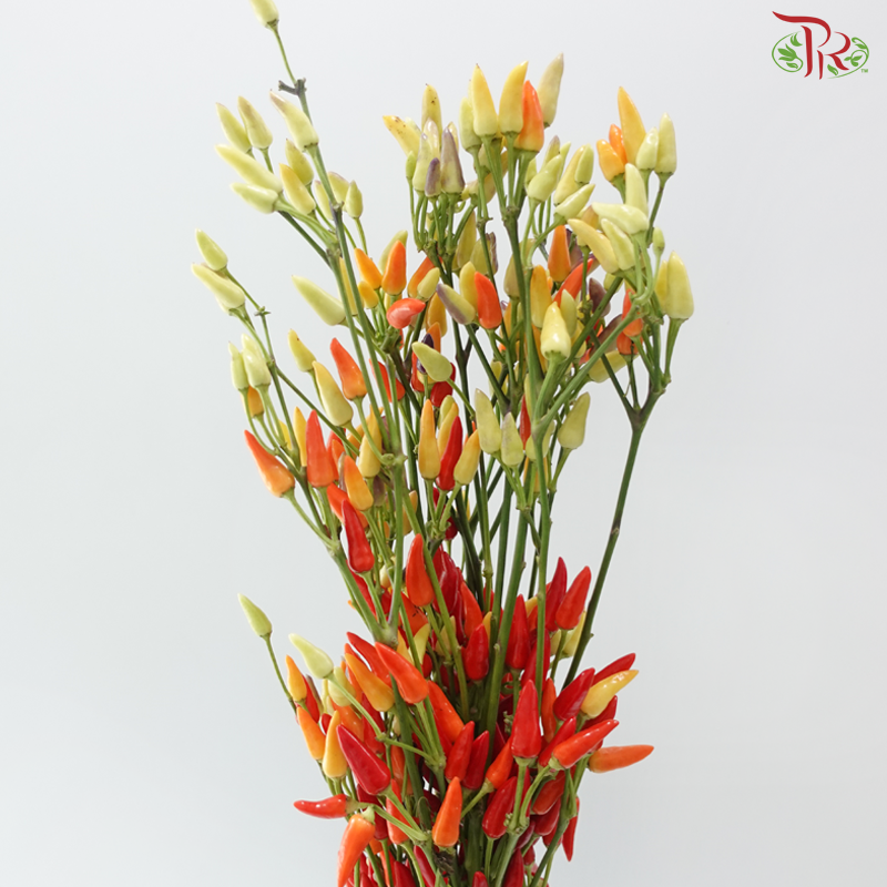 Mini Chilli Colorful (Per Bunch)