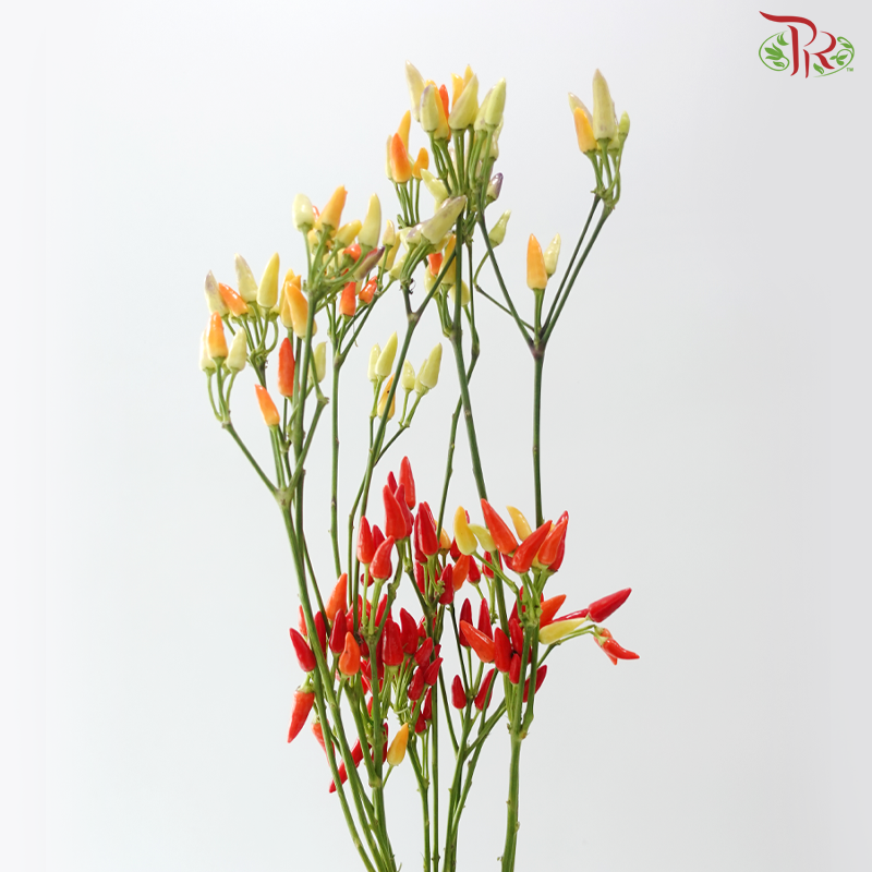 Mini Chilli Colorful (Per Bunch)