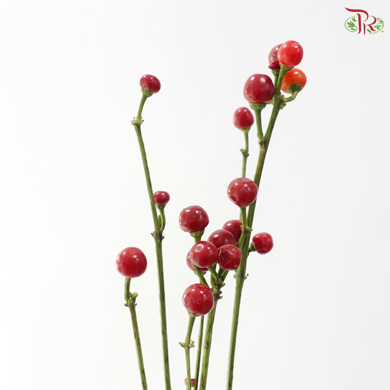 Mini Chilli - Flame Fusion (Per Bunch)