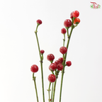 Mini Chilli - Flame Fusion (Per Bunch)