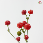 Mini Chilli - Flame Fusion (Per Bunch)
