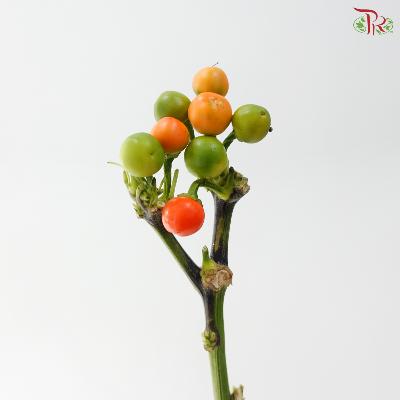 Mini Chilli - Citrange (Per Bunch)