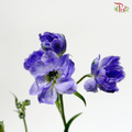 Mini Delphinium - Purple (Per Bunch)