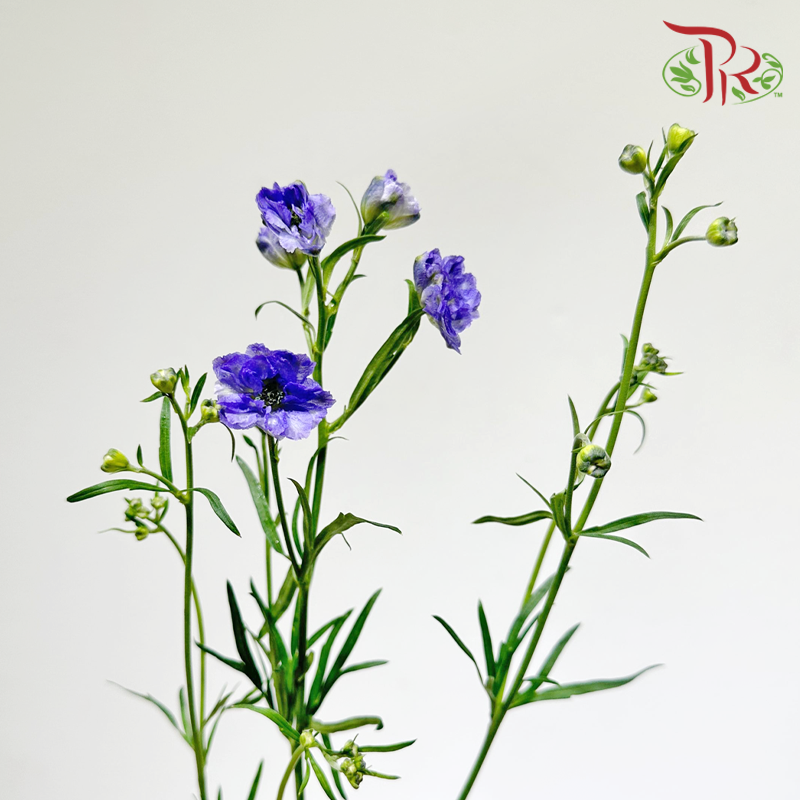 Mini Delphinium - Purple (Per Bunch)