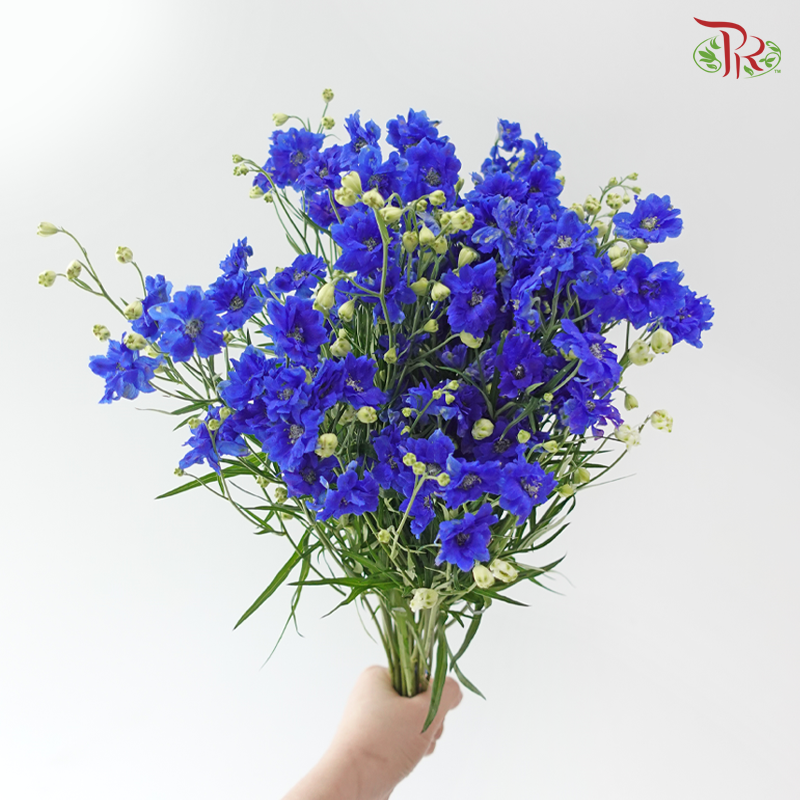 Delphinium Mini Double - Blue (Per Bunch)