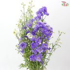 Delphinium Mini - Purple (Per Bunch)