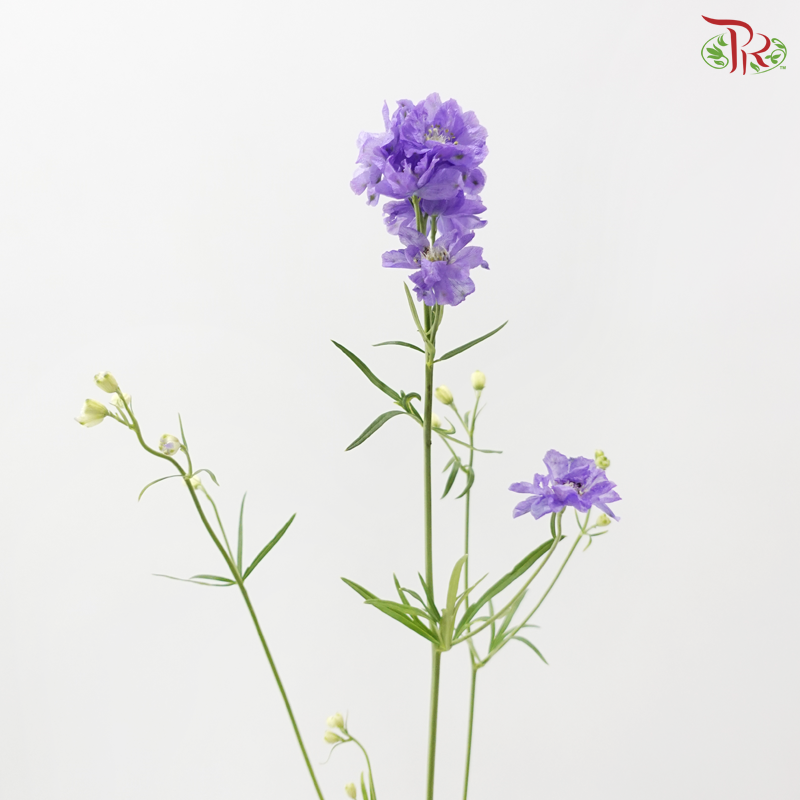 Delphinium Mini - Purple (Per Bunch)