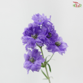 Delphinium Mini - Purple (Per Bunch)