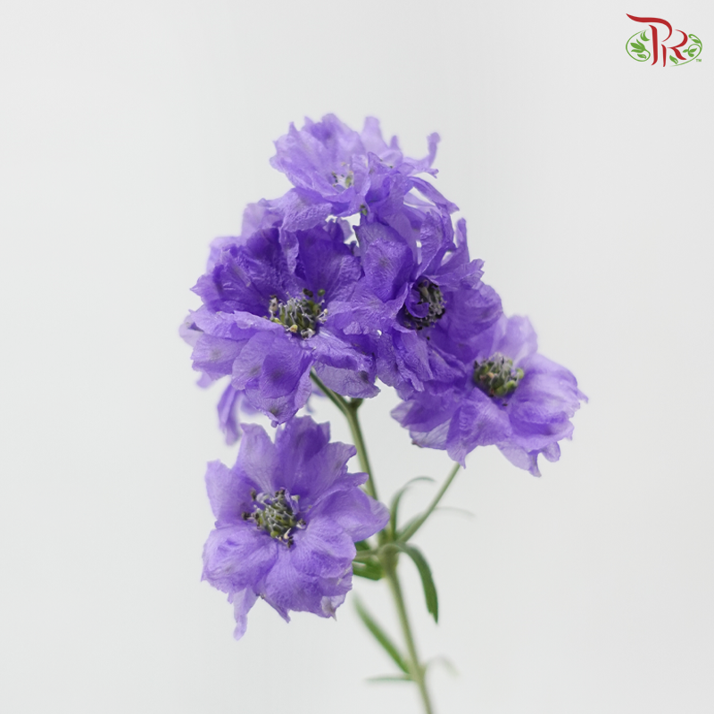 Delphinium Mini - Purple (Per Bunch)