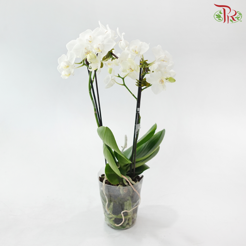 Mini Double Stems Phalaenopsis Orchid - White With Minor Pink Lips P1914 (Without Vase)