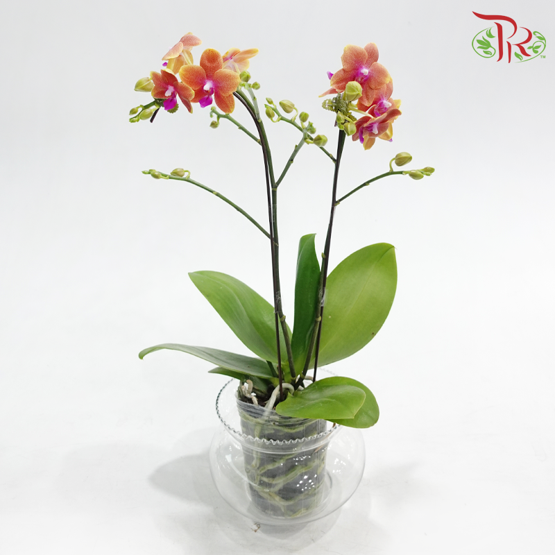 Mini Double Stems Phalaenopsis Orchid - Orange With Pink Heart (MD-NV Bolgheri) (Without Vase)