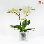 Mini Double Stems Phalaenopsis Orchid - Light Yellow (SRM0946) (Without Vase)