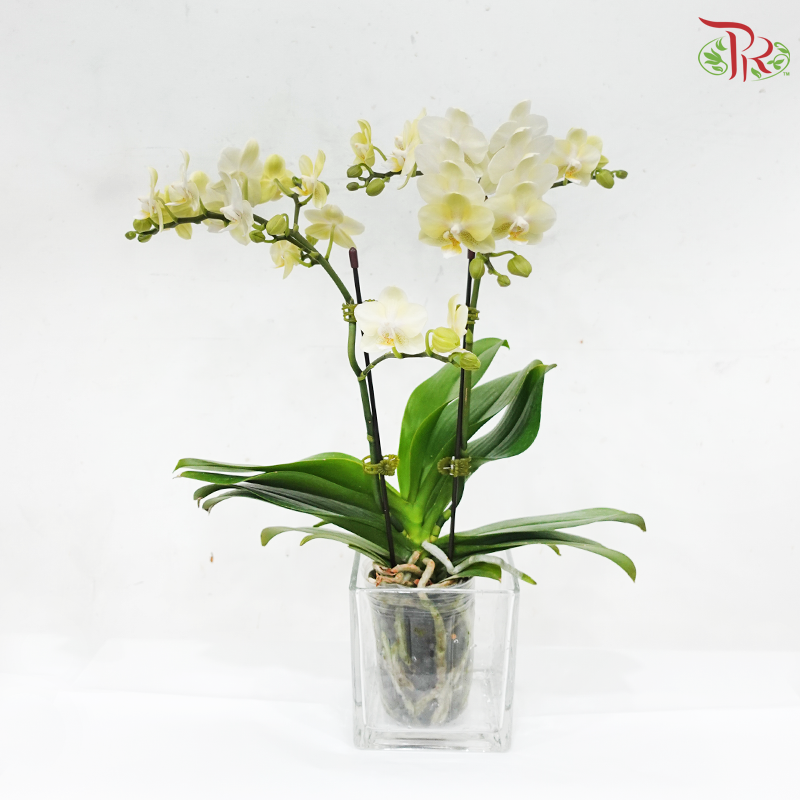 Mini Double Stems Phalaenopsis Orchid - Light Yellow (SRM0946) (Without Vase)