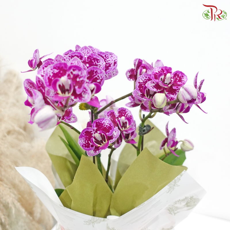 Victorian Garden 1in1 Mini Orchid Arrangement (Random Choose Wrapping Color & Orchid Color)