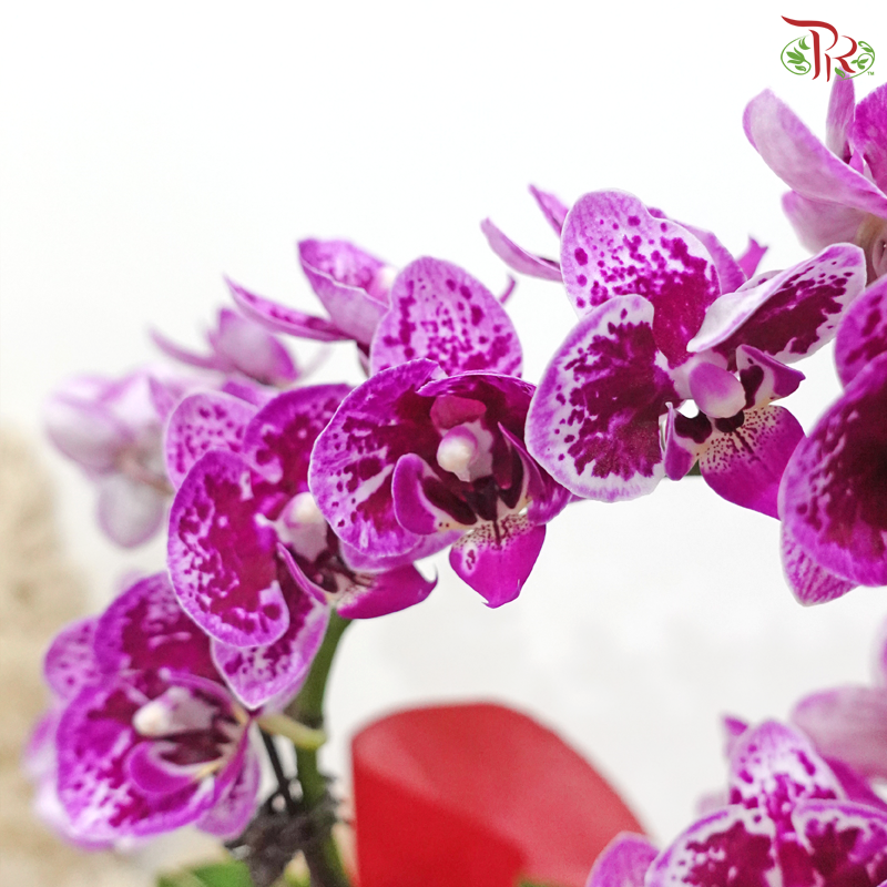 Victorian Garden 1in1 Mini Orchid Arrangement (Random Choose Wrapping Color & Orchid Color)
