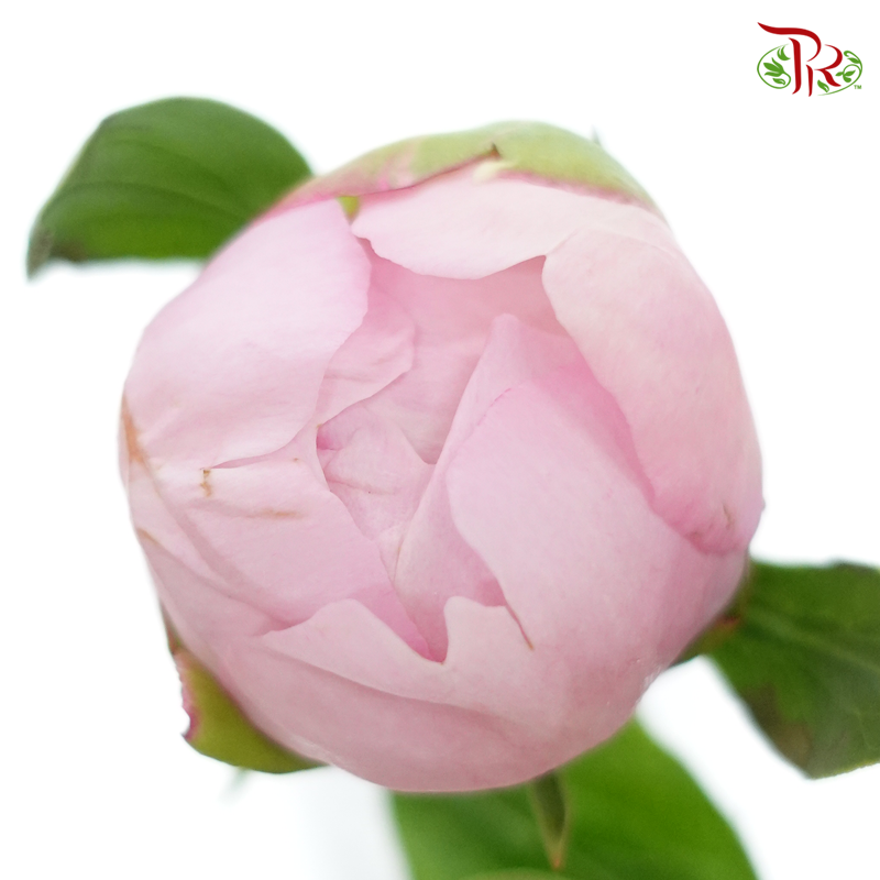 Peony - Miss Usa / Shy Queen (5 Stems) (Small / Medium Head) **Fragile**