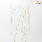 Mitsumata 150CM - White (Per Stem)