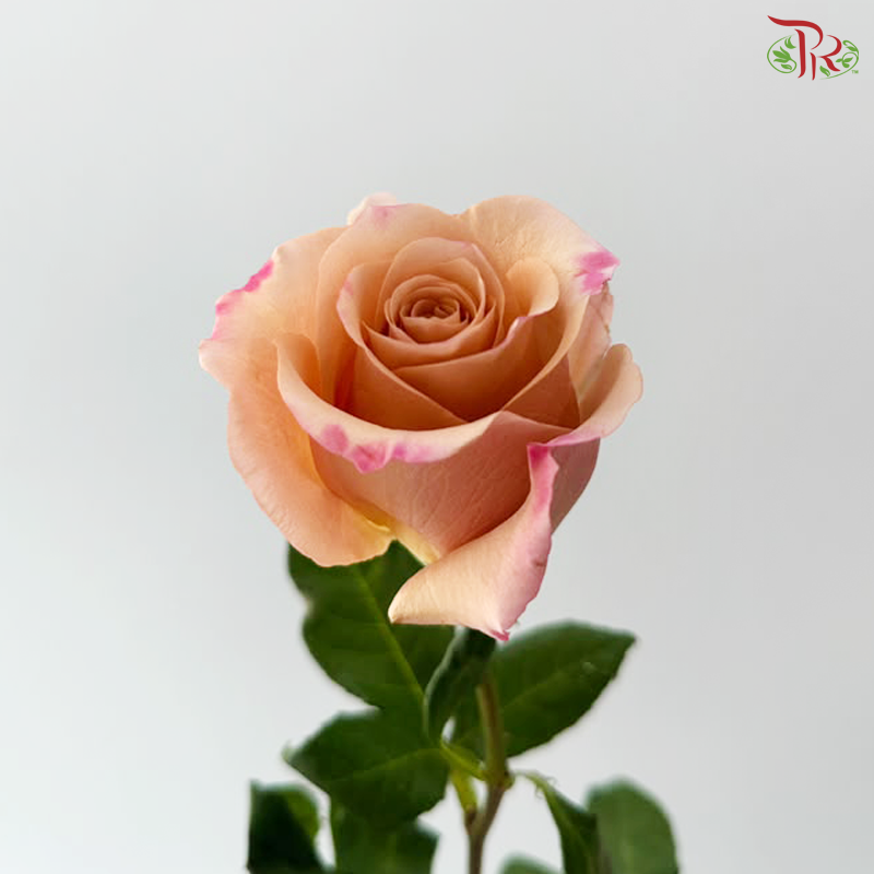 Rose (50cm) - Mochaccino (10 Stems)