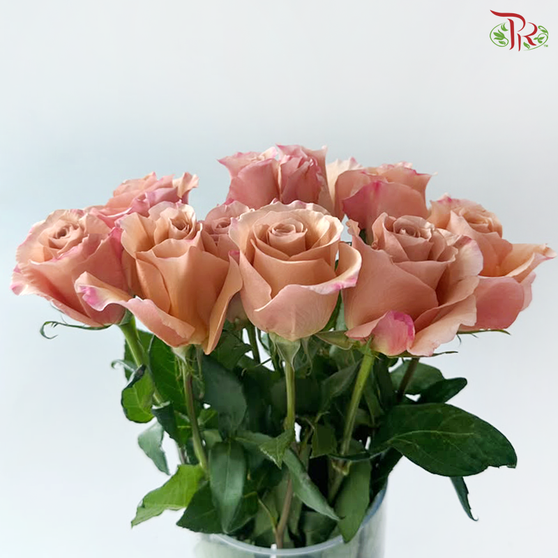 Rose (50cm) - Mochaccino (10 Stems)