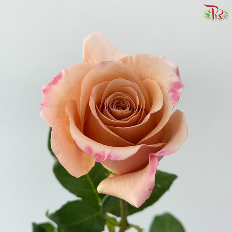 Rose (50cm) - Mochaccino (10 Stems)