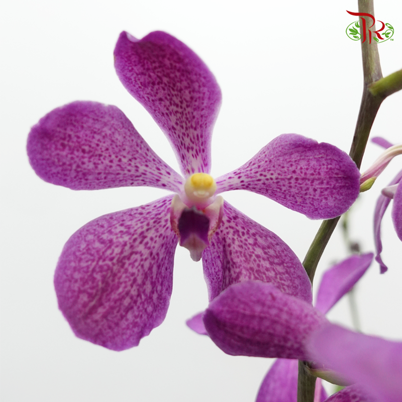 Mokara Orchids《微笑蘭花》- Blue Boy - Pudu Ria Florist