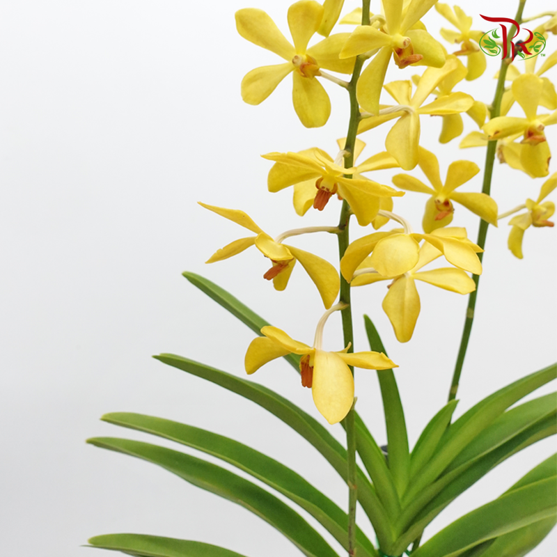Mokara Orchids《微笑蘭花》 - Chitti Yellow