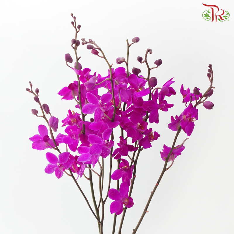 Mokara Orchid - Cherry Pink Dhovo (5 Stems)