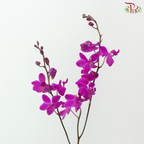 Mokara Orchid - Cherry Pink Dhovo (5 Stems)