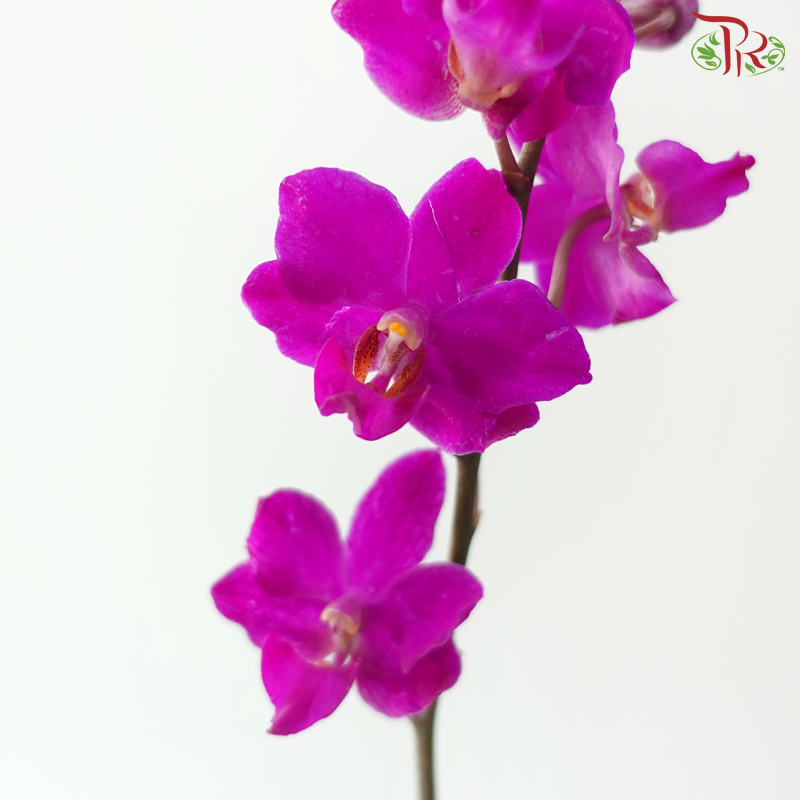 Mokara Orchid - Cherry Pink Dhovo (5 Stems)