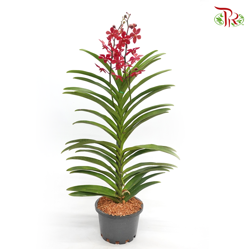 Mokara Orchids《微笑蘭花》- Hassan Red - Pudu Ria Florist