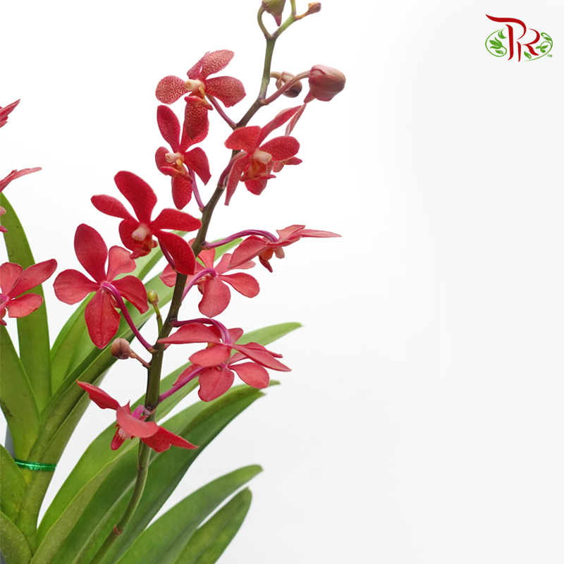 Mokara Orchids《微笑蘭花》- Hassan Red - Pudu Ria Florist