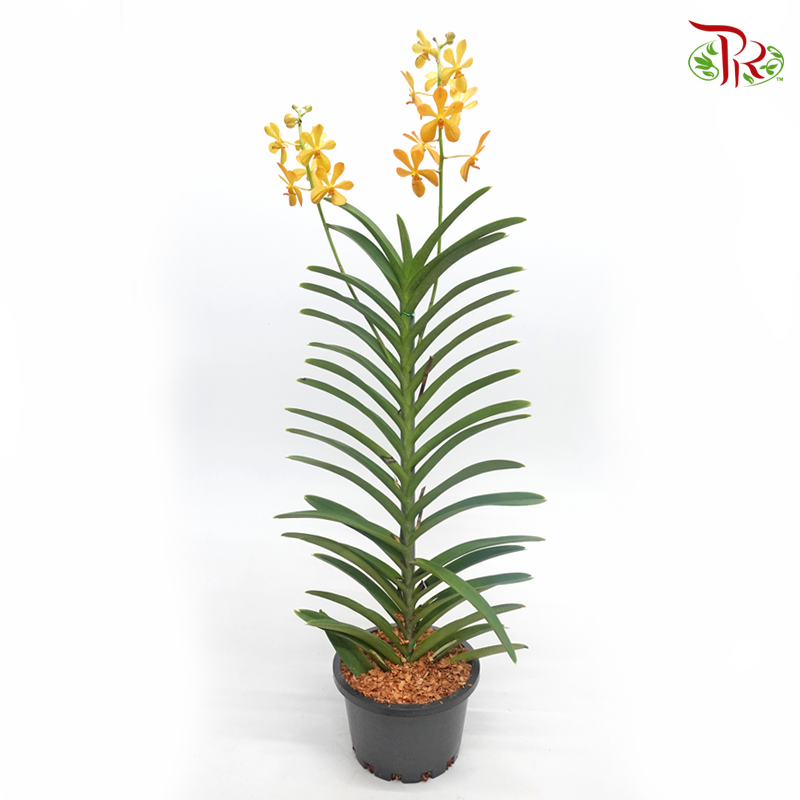 Mokara Orchids《微笑蘭花》- Orange - Pudu Ria Florist