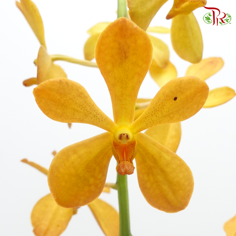 Mokara Orchids《微笑蘭花》- Orange - Pudu Ria Florist