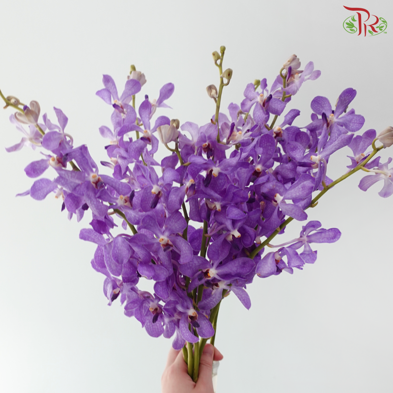 Mokara Orchid - Purple (10 Stems)