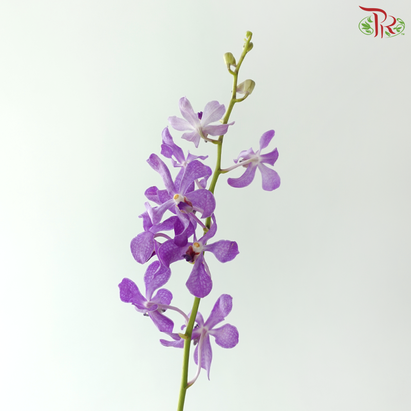 Mokara Orchid - Purple (10 Stems)