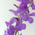 Mokara Orchid - Purple (10 Stems)
