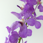 Mokara Orchid - Purple (10 Stems)