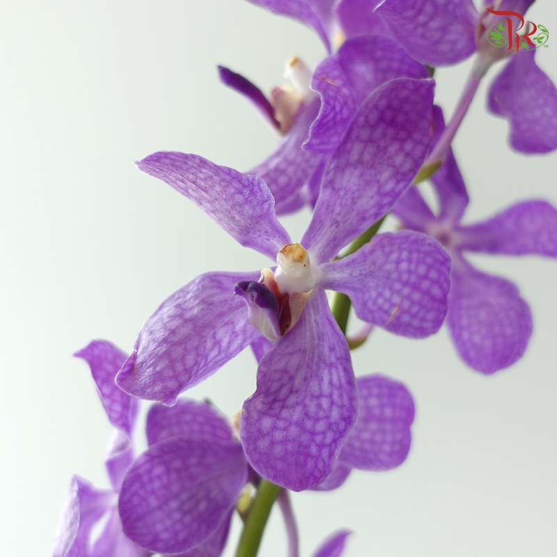 Mokara Orchid - Purple (10 Stems)