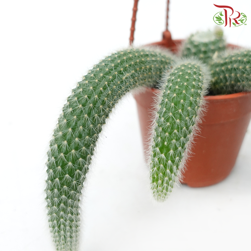 Monkey Tail Cactus (Cleistoccactus Spp) P105《猴尾仙人掌》
